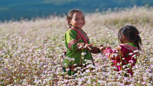 Bientôt la 7e fête des fleurs de sarrasin de la province de Ha Giang